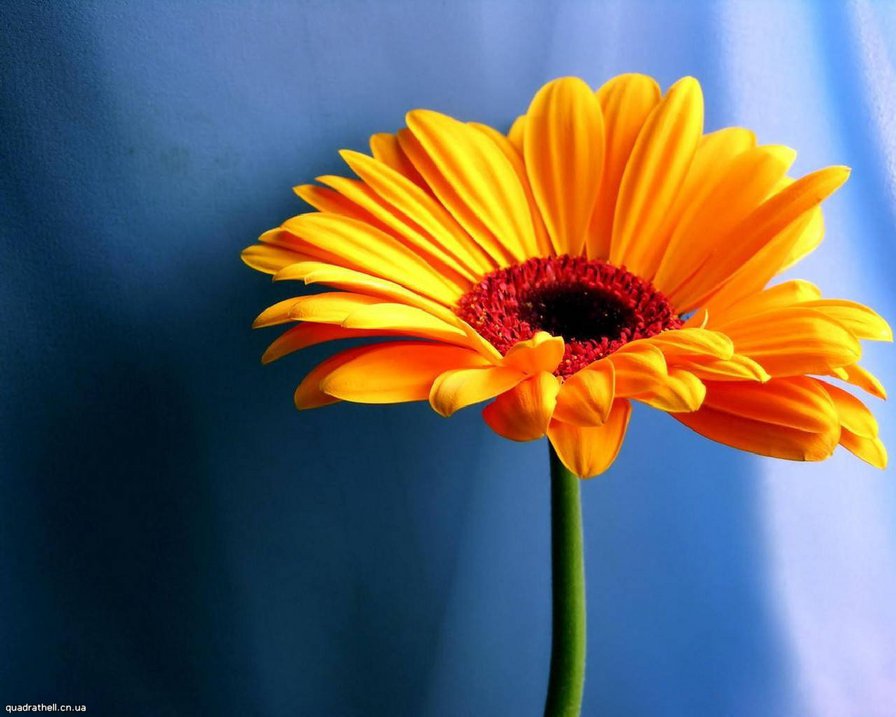 Цветок - цветы - оригинал