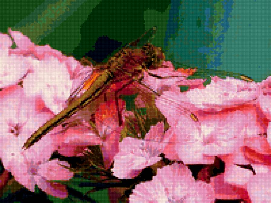 стрекоза - насекомые, стрекоза, цветы, природа - предпросмотр