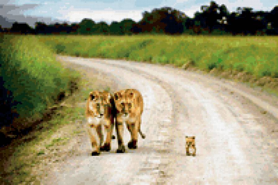 семья - животные, природа, львы - предпросмотр