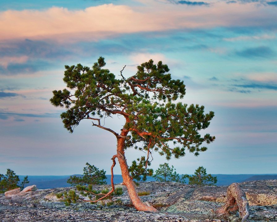 сосна - оригинал