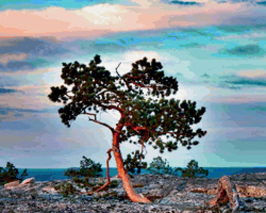 сосна - предпросмотр