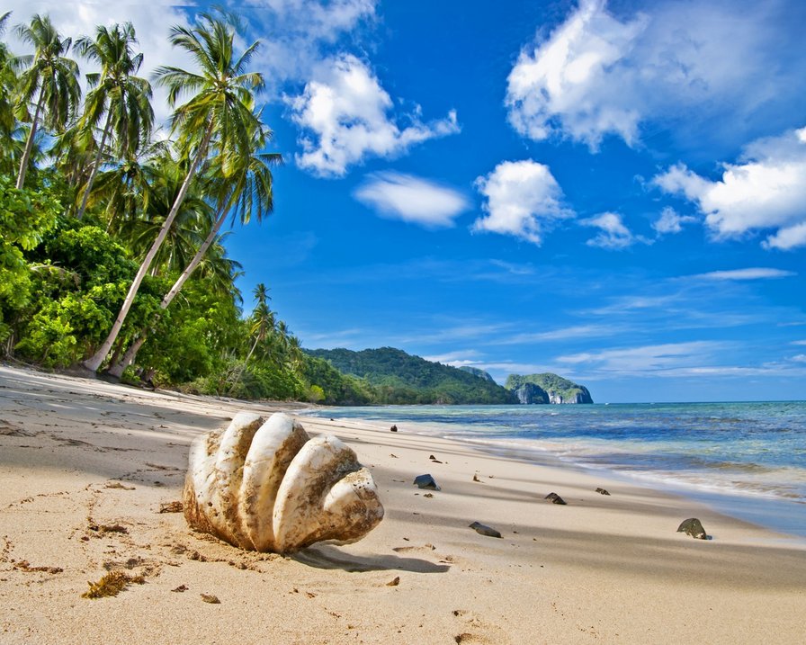 пальмы - оригинал