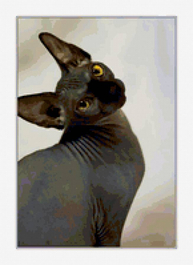 сфинкс - сфинксы, лысые, кошки - предпросмотр