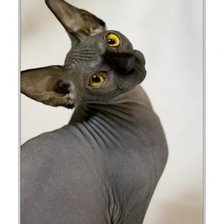 Схема вышивки «сфинкс»