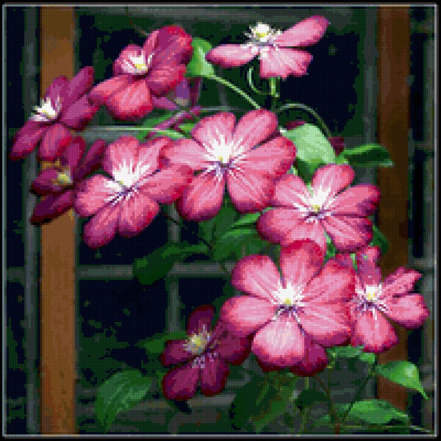 Клематис - цветы, клематис - предпросмотр