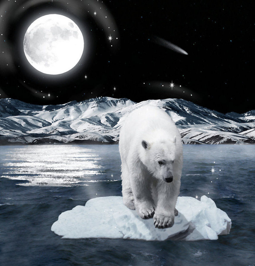 мишка - животные, медведь, полюс, ночь, лед, зима, луна, север - оригинал