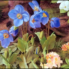 Схема вышивки «№306998»