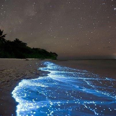 мальдивы - пляж, природа, берег, вода - оригинал