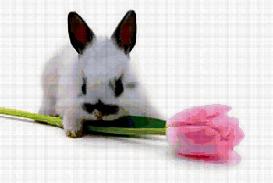 кролик - животные, кролик - предпросмотр