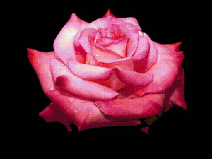 роза - роза, квіти - предпросмотр