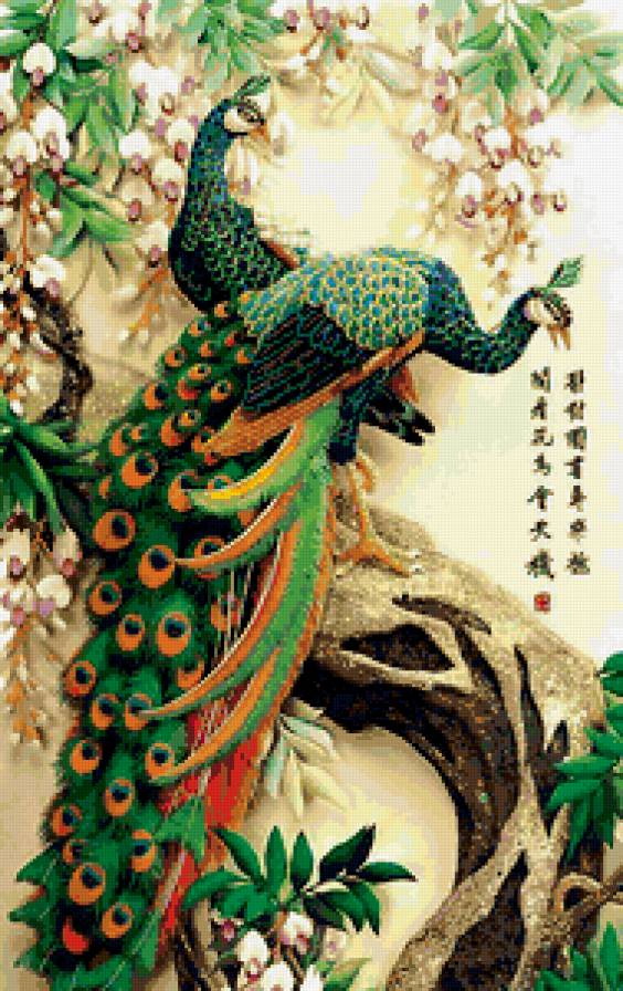 павлины - птицы - предпросмотр