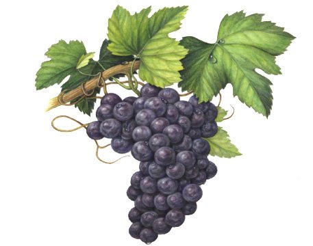 виноградная гроздь - оригинал