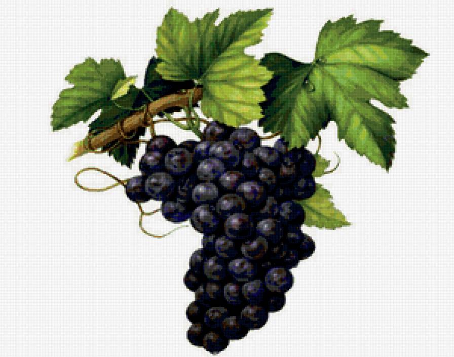 виноградная гроздь - предпросмотр