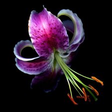 Оригинал схемы вышивки «№307613»