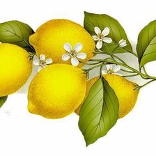 Оригинал схемы вышивки «Лимоны» (№307979)