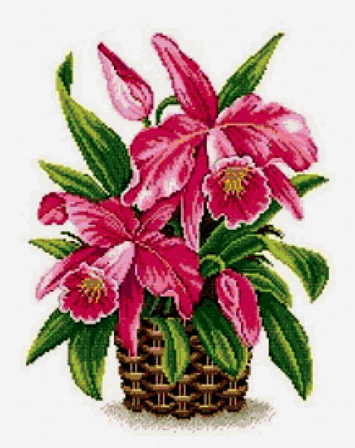 Розовая орхидея - корзина, орхидея, цветы - предпросмотр