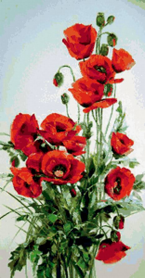Красный мак - маки, букет, цветы - предпросмотр