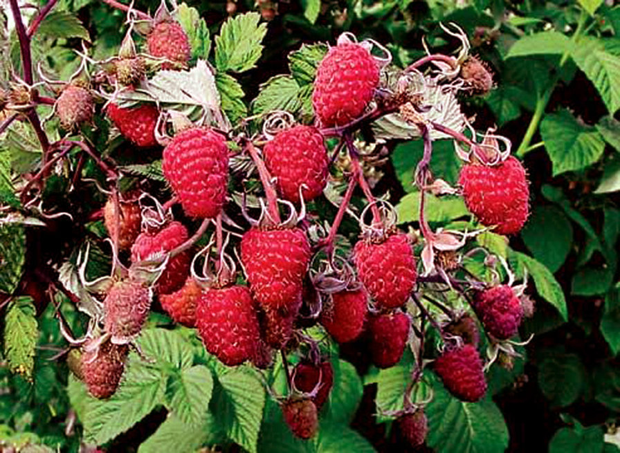 малина - для дома - оригинал