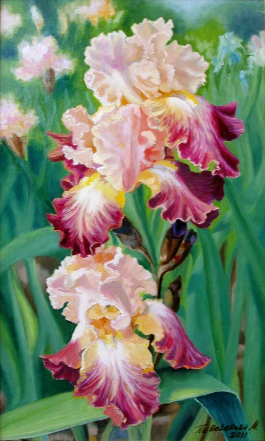 ирисы 185 - оригинал