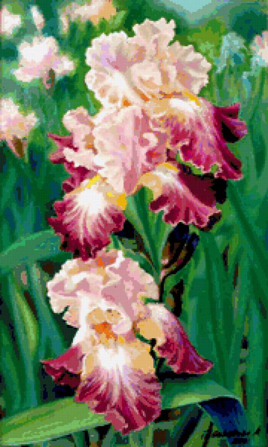 ирисы 185 - предпросмотр