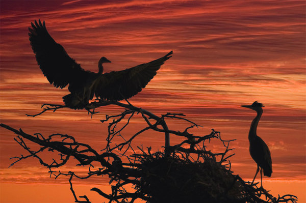 птицы - птицы - оригинал