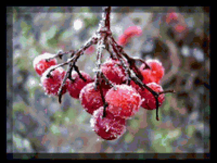 ягода на морозе - ягода, зима - предпросмотр