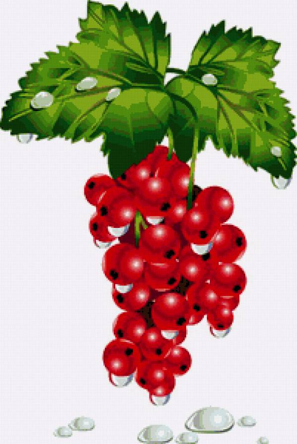красная смородина - предпросмотр