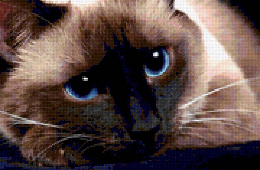 Сиам. - сиамский кот, кошачьи глаза - предпросмотр