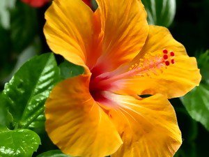 №308978 - оригинал