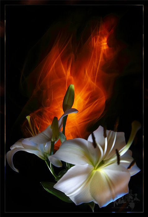 лилии - оригинал