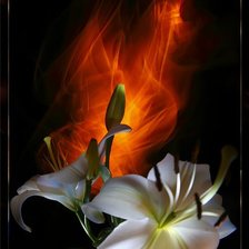 Схема вышивки «лилии»