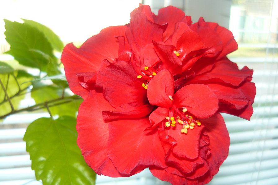 роза - цветок - оригинал