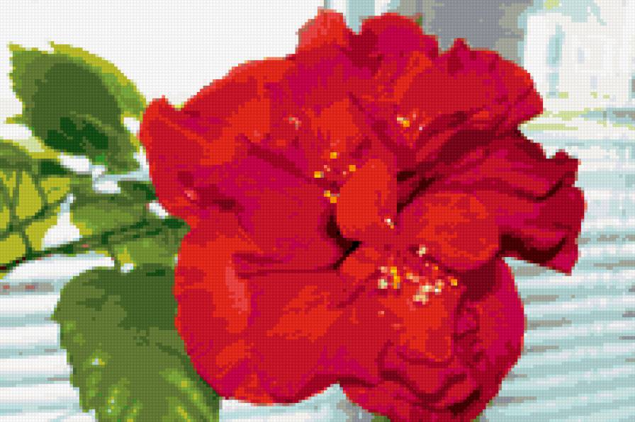 роза - цветок - предпросмотр