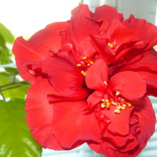 Схема вышивки «роза»