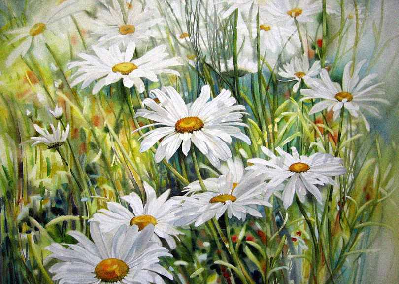 ромашки - красота, цветы - оригинал