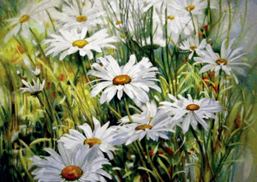 ромашки - красота, цветы - предпросмотр