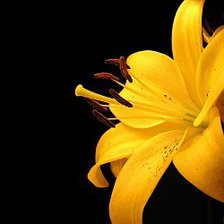 golden flower