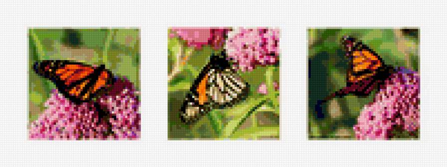 butterflies - birds - предпросмотр
