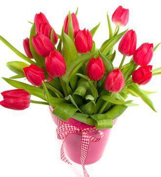 red tulips - flowers - оригинал