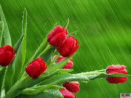 tulips in rain - flowers - оригинал