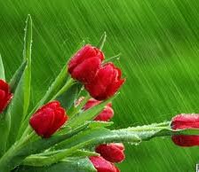 tulips in rain