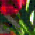 Предпросмотр схемы вышивки «tulips» (№309326)