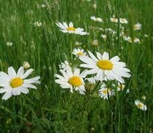 Схема вышивки «№309333»