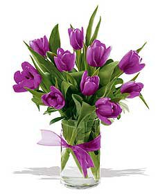 violet tulips - flowers - оригинал