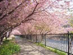 sakura - spring - оригинал
