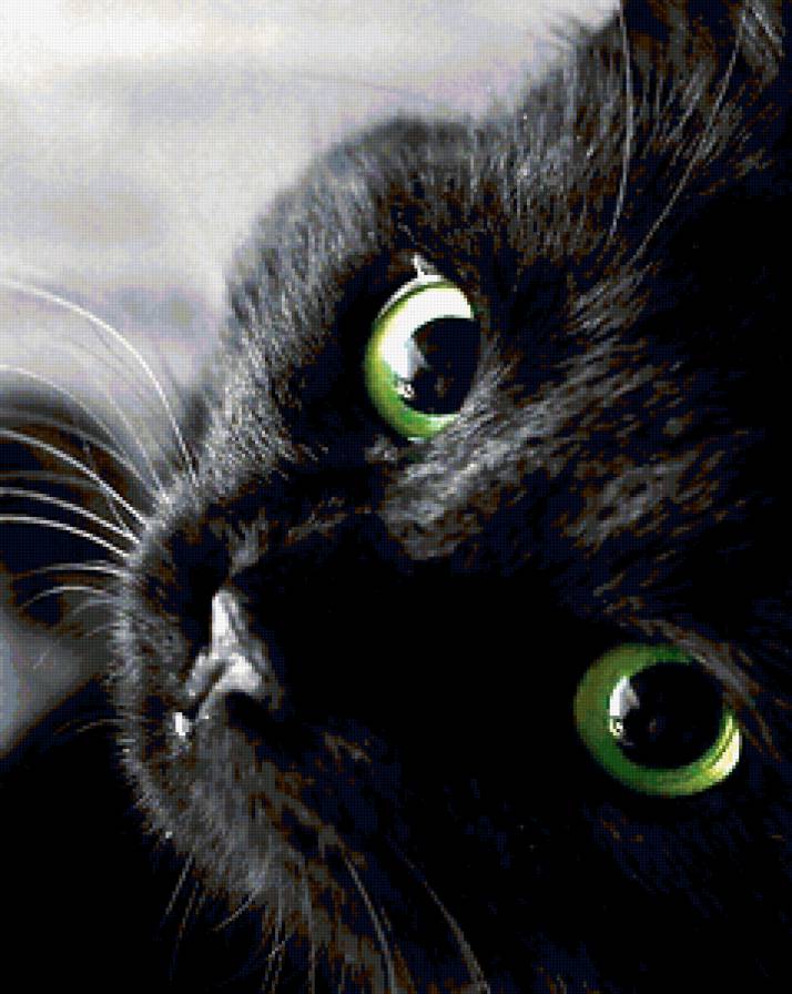 Кошка2 - предпросмотр