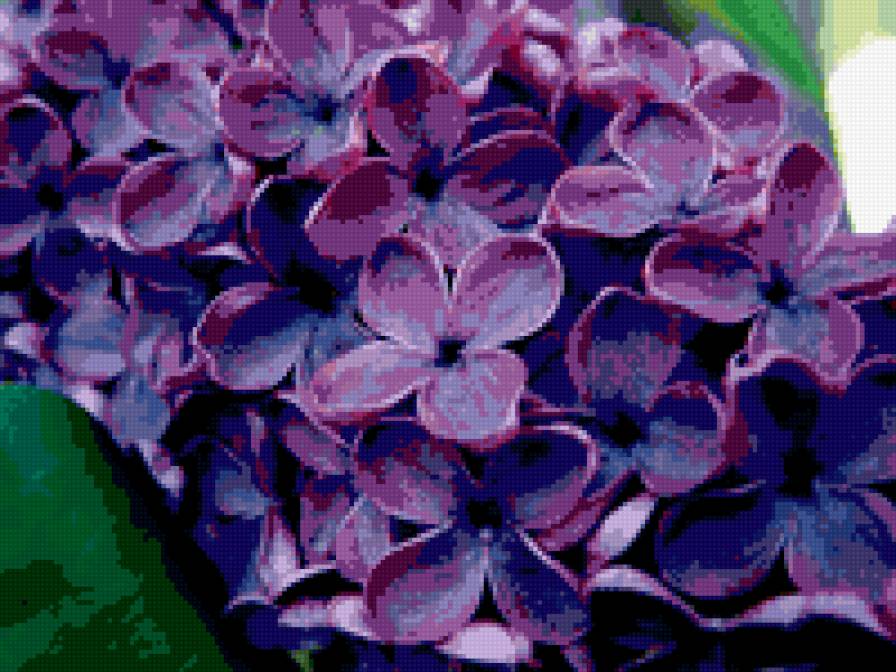 Сирень - сирень, весна - предпросмотр