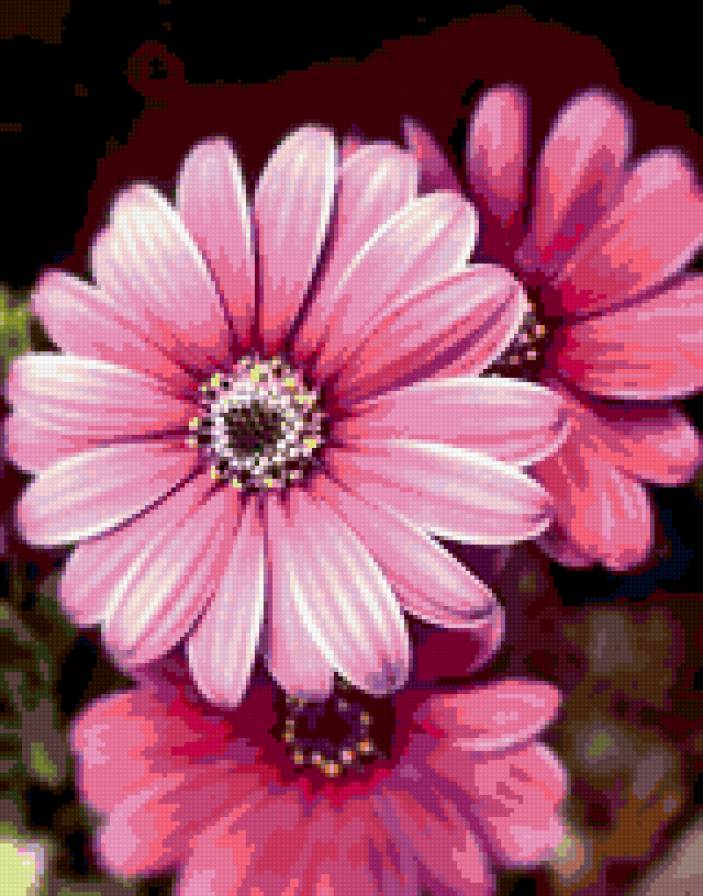 Герберы - герберы, цветы - предпросмотр