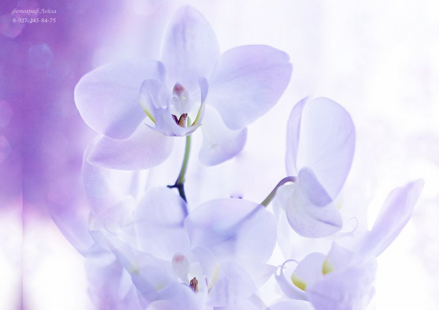Орхидеи - орхидеи, цветы - оригинал