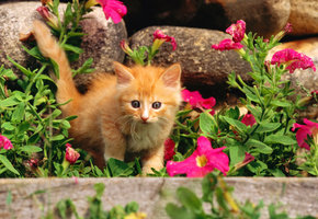 Котенок - оригинал